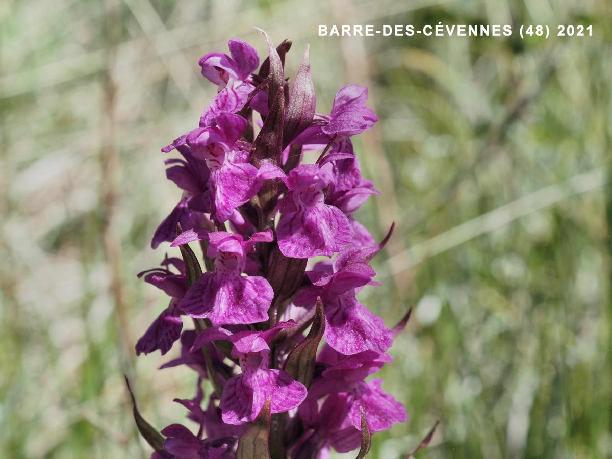 Orchid, Broad-leaved Marsh flower